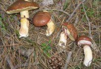 Quiet hunting: mushrooms edible autumn