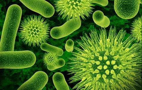 ما هي البكتيريا أنواع و أسماء