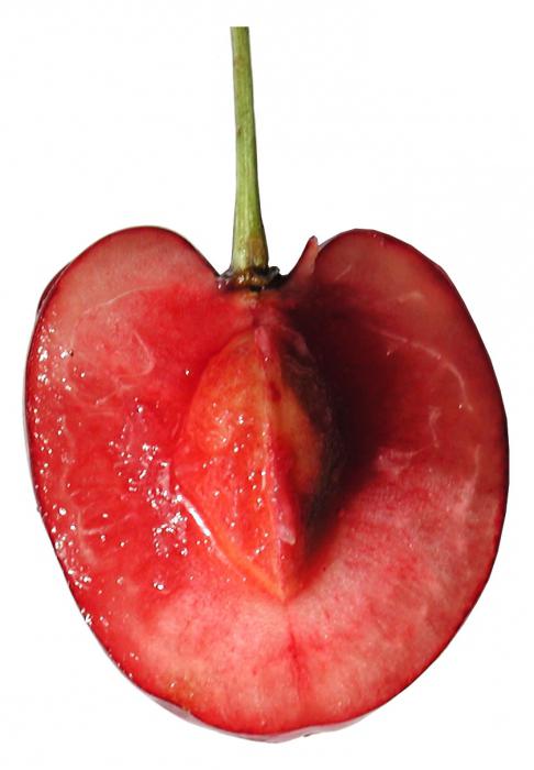 wiśnia to jagoda lub owoc