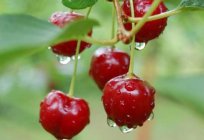 What is a cherry is a fruit or a berry?
