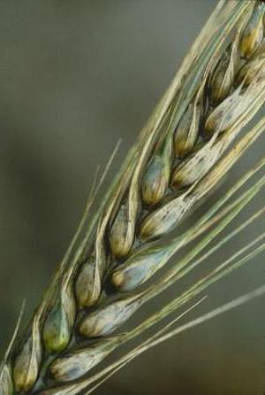 fungal diseases of cereals
