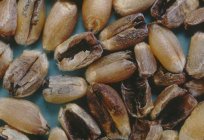 Głownia - to choroby grzybowe zbóż. Jak dochodzi do zakażenia zbóż головневыми grzybami