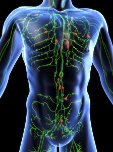 Lymphatic system. Photo