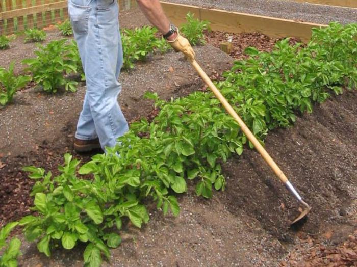 how to take care of potatoes after planting