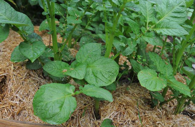cuidados a ter com batatas após o plantio em solo