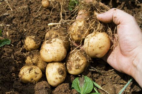 las patatas después de la siembra de cuidado