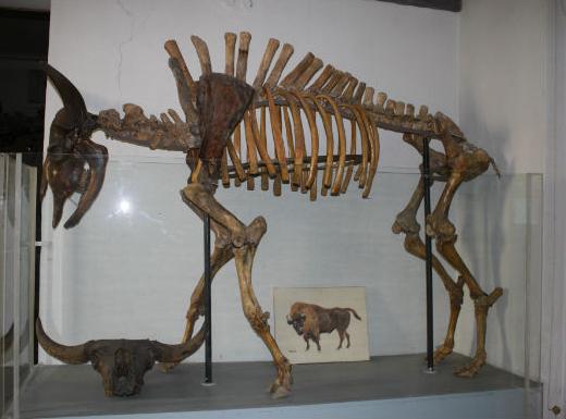 Kiev museums Zoological