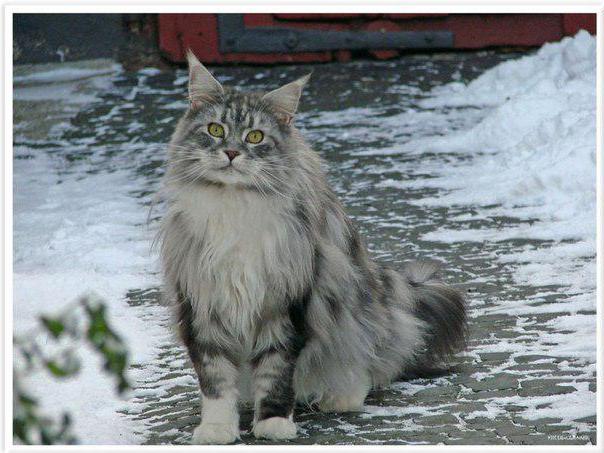 the breed of the Maine Coon