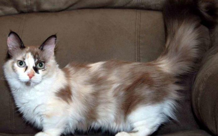 Cat breed what is it