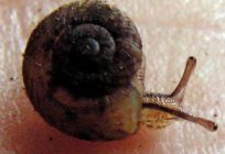 The snail-coils: description, maintenance, reproduction