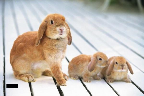prevention of coccidiosis in rabbits
