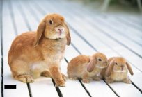 Coccidiosis in rabbits: treatment, symptoms, prevention, signs of the disease