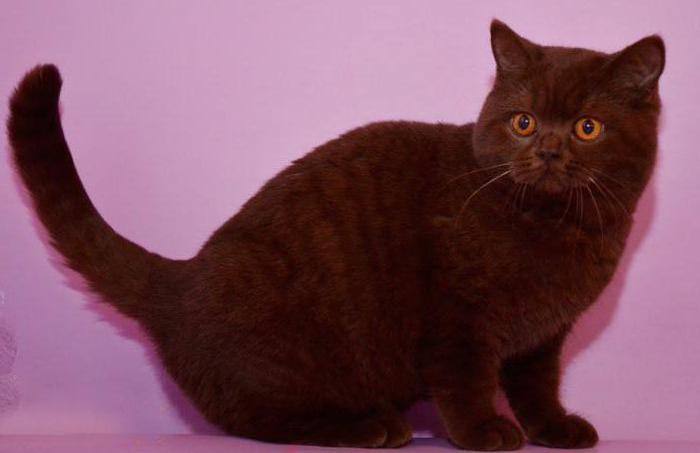 marrom gato da foto