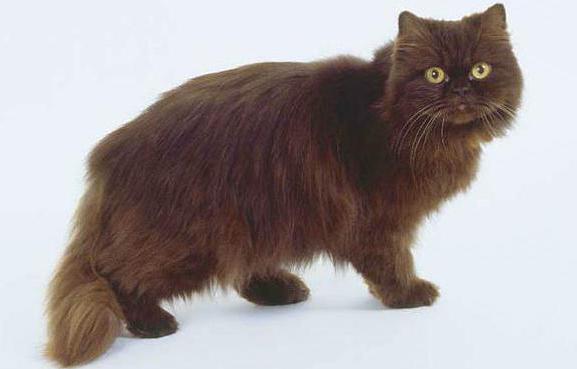 marrom gato de raça