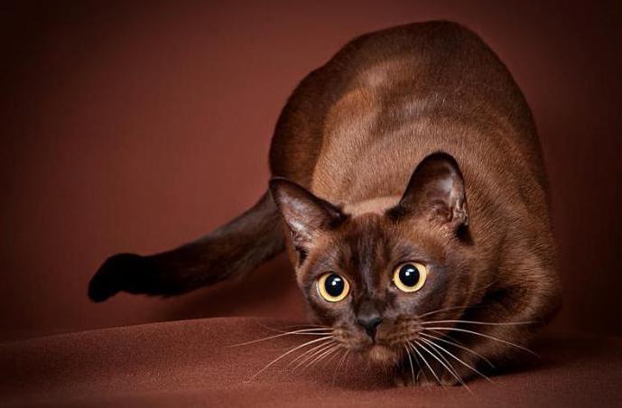 dunkel Braun Katze