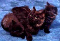 Породи коричневих котів