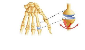la articulación del hombro la anatomía humana