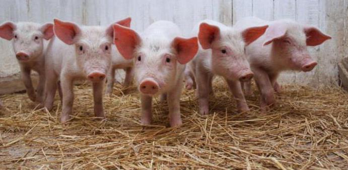 业务计划猪的养殖