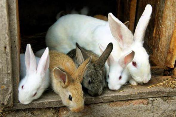 un plan de negocios para la cría de conejos