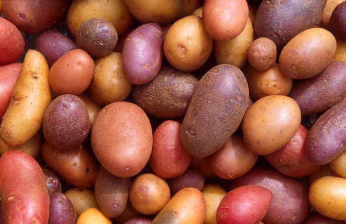 超早品种的土豆