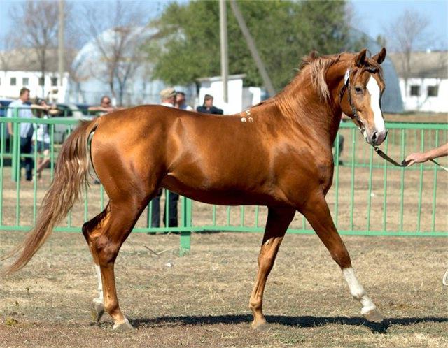 донська порода коней характеристика