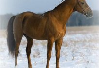 Данская парода коней: апісанне і фота