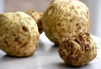 Celery root: benefits and harm. Properties of celery root and their positive effect on the human body