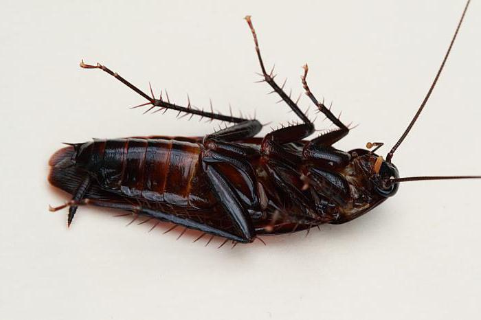 las Cucarachas, de dónde vienen y cómo deshacerse