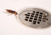 Skąd biorą się karaluchy i jak się ich pozbyć