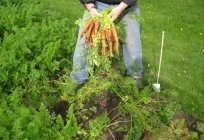 Jak odbywa się sadzenie marchewki pod zimę