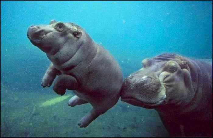 el hipopótamo