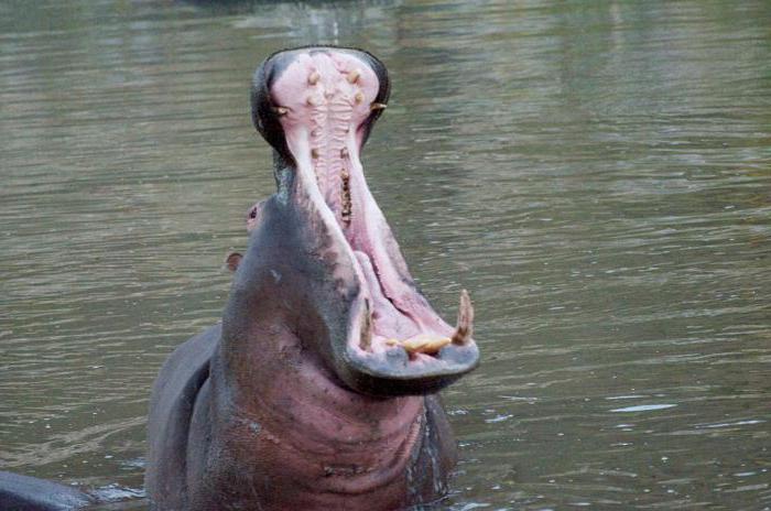 hipopotamy