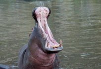 Dlaczego hipopotam jest nazywany 