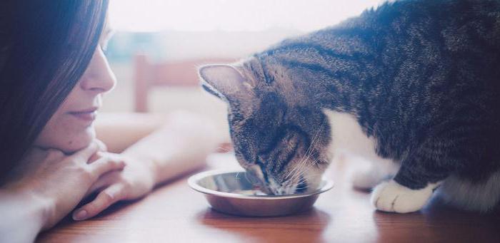la comparación de alimento para gatos