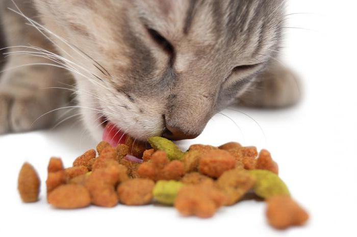 Begleiter Vergleich von Futtermitteln für Katzen