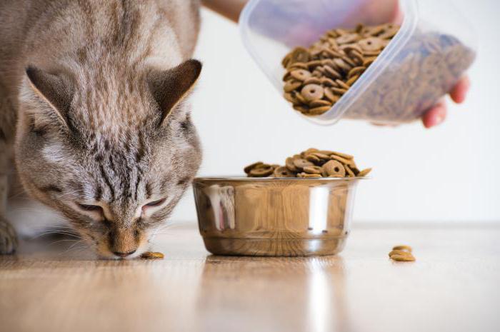 compare cat food premium