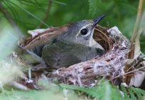 Common Whitethroat: description, habitat, reproduction and content in the home.