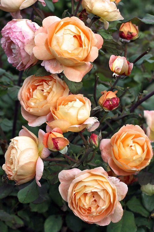 Rosen aus Stecklingen