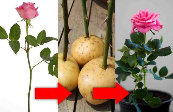Rosen aus Kartoffeln