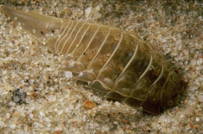 sea cockroach