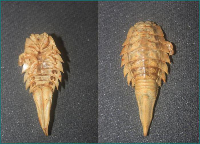 sea cockroach