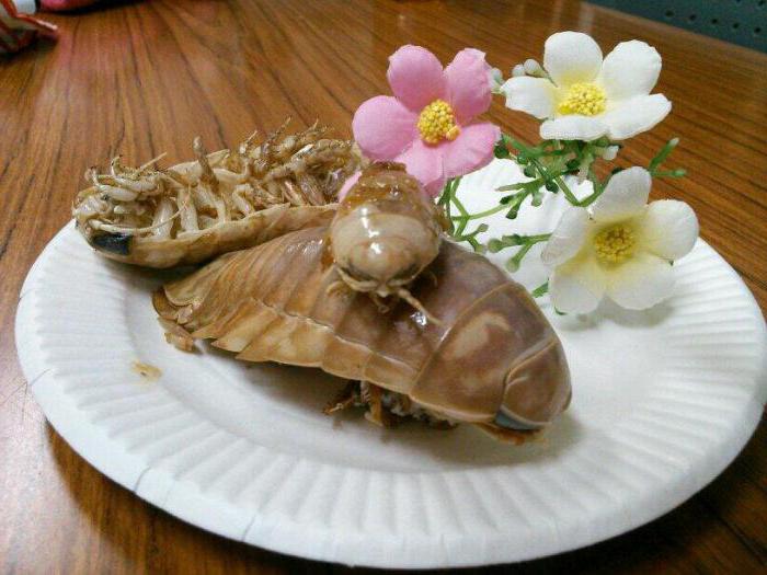 sea cockroach edible