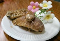 Sea cockroach: habitat, structure, interesting facts