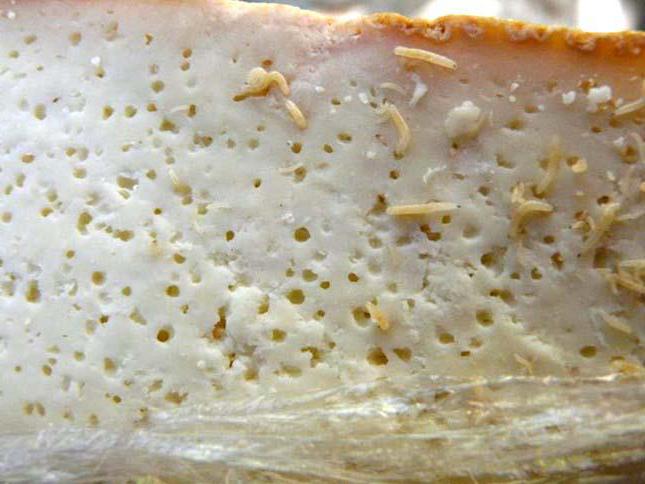 сыр з лічынкамі сырнай мухі