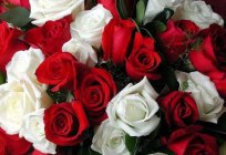 Weiße Rose – Traumdeutung. Blumenstrauß aus weißen Rosen. Traumdeutungen