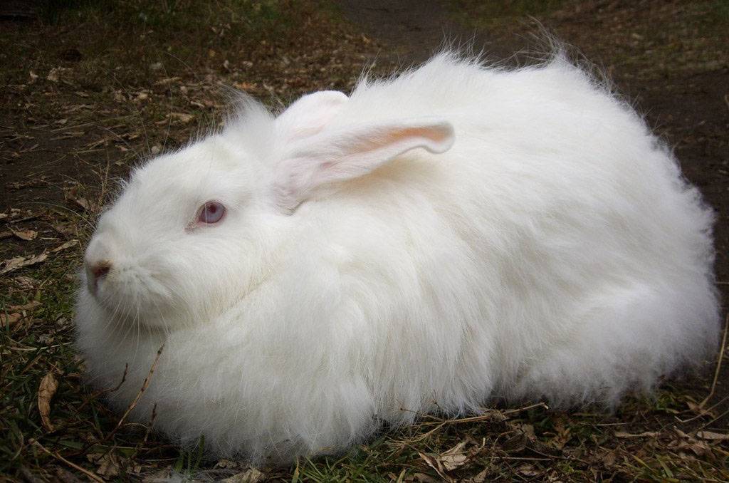 أبيض ناعم الأرنب