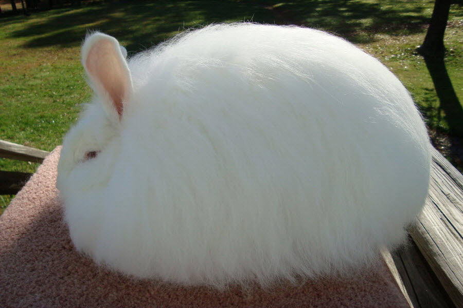 ein Riesiger ангорский Kaninchen
