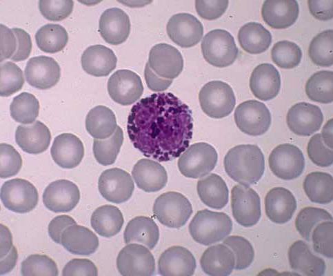 सफेद रक्त कोशिकाओं में बच्चों