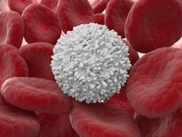 Monte de células brancas do sangue
