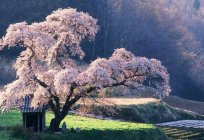 Dream interpretation: a flowering tree - a sign of good luck